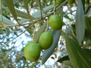 olive01_01